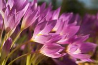 Colchicum 'The Giant' closeup of purple flowers in autumn