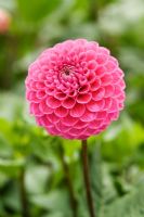 Dahlia 'Mary's Jomanda' closeup of pink pompom flower 