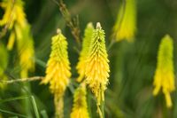 Kniphofia 'Brimstone' - Red hot poker
closeup of yellow green flowers