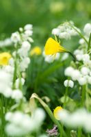 Narcissus bulbocodium - Yellow hoop petticoat daffodil - growing with Allium paradoxum var normale Few flowered Garlic
