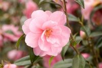 Camellia x williamsii 'Donation' closeup of delicate pink flower 