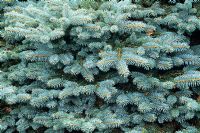 Picea pungens 'Globosa' - Dwarf blue spruce