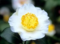 Camellia japonica 'Yukimi Guruma' closeup of white flower with yellow stamens 