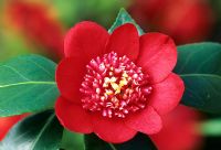Camellia japonica 'Bob's Tinsie' AGM closeup of red flower 