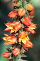 Echeveria pulvinata 'Ruby' extreme closeup of orange and yellow flowers