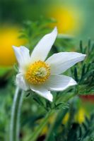 Pulsatilla vulgaris 'Alba' - Pasque flower. Closeup of pure white goblet shaped flower 