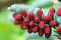 Abies procera 'Glauca prostrata' Closeup of red young cones