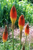Kniphofia 'Lord Roberts' Red Hot Pokers
Closeup of orange and yellow flower in summer