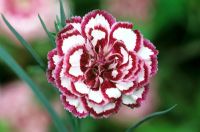 Dianthus 'Gran's favourite' Border pinks. Closeup of red and white flower
