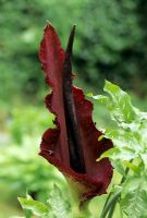 Dracunculus vulgaris - Dragon Arum
Closeup of maroon flower
