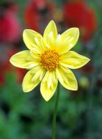 Dahlia 'Clair de Lune' - closeup of yellow collarette type flower
