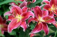 Lilium 'Stargazer' - Lily
Closeup of bright pink flowers 