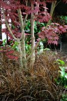 Acer 'Fireglow' underplanted with Uncinia rubra - Red Hook Sedge