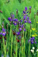 Iris sibirica 'Flight of Butterfiles'
Siberian blue irises backed by fennel