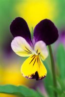 Viola tricolor - Wild pansy