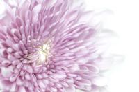 Chrysanthemum - Closeup of lilac flower