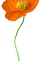 Meconopsis cambrica - Orange Welsh poppy with wavy stem