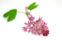 Ribes sanguineum - Sprig of pink flowering currant