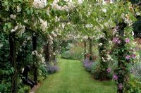 View through pergola with Rosa 'Bobby James' and clematis in private garden in Surrey