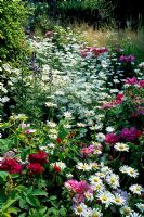 Mixed border with Rosa mundi'gallica officinalis'and 'Tuscany' with shasta daisies at private garden Sussex