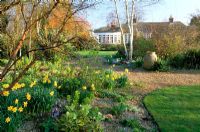 Spring country garden with Narcissus - Daffodils and Chionodoxa at Denmans garden in Sussex