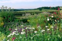 Border at Frith Hill in Sussex with view to surrounding countryside. Silene, Fennel, Cardoon, Geranium and Salvia