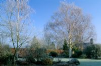 Winter garden with Betula 'Jermyns' in frost with blue skye and sunshine at Coates Manor in Sussex