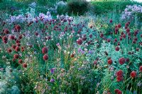 Summer border at Sticky Wicket in Dorset. Allium scorodoprasum, Phlox 'Franz Schubert' and Origanum