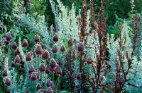 Mixed border at Parham in Sussex
Artemisia, Atriplex hortensis - Red Orache and Allium sphaerocephalon