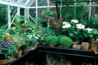 Glasshouse with pot plants on shelving 