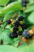 Rubus fruticosus - Closeup of black berries in autumn