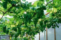 Vitis vinifera - Grapes growing in greenhouse under roof with green bunches of fruit hanging from vines.