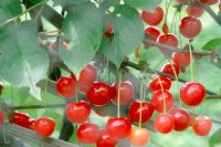 Prunus cerasus 'Morello' - Cherry Morello. Closeup of red fruit hanging from branches of tree.