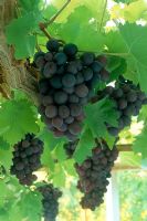 Vitis vinifera 'Black Hamburg' Bunches of dark red grapes and foliage