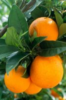 Citrus sinensis - Closeup of oranges on tree with foliage