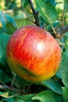 Malus domestica 'Lord Lambourne' Closeup of red apple in autumn