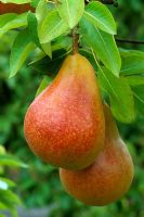 Pyrus communis 'Durondeau' - Closeup of two red pears on tree in autumn