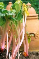 Rheum rhaponticum - Forced rhubarb and pot
