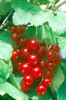 Ribes rubrum 'Versailles' - Closeup of red currants on bush in summer