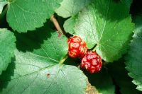 Morus nigra - Mulberry