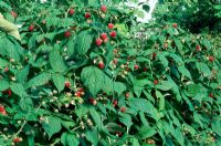 Rubus idaeus 'Autumn Bliss' Raspberries