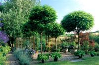 Terrace with four pruned Robinia umbraculifera trees, pots with Hosta and Lavandula and Nepeta