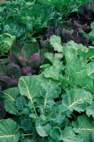 Brassicas - Cabbages. Broccoli 'White sprouting', Brussel sprout 'Rubine red' and Brussel sprout 'Bedford'
Winter harvest