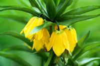 Fritillaria imperialis - Crown Imperial. Yellow flowers in spring at Wisley RHS