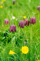Fritillaria meleagris - Snake's Head Fritillary flowering in meadow in spring with Narcissus bulbocodium
