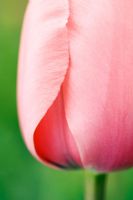 Tulipa 'Pink Impression' - Extreme closeup of pink tulip in spring at Wisley RHS