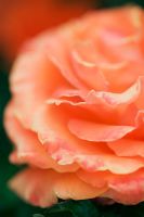 Rosa 'Tatton Fryentice' closeup of orange flower in summer at Wisley RHS