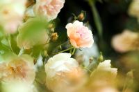 Rosa 'Treasure Trove' - pale pink flowers in summer at Wisley RHS