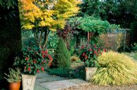 Garden with Fuchsia 'Thalia' in containers, Hakonochloa macra 'Aureola', Acer 'Senkaki' and Vitis vinifera purpurea in autumn
High Meadow in Surrey