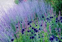 Perovskia - Russian sage and Echinops 'Veitchs Blue' - Globe thistle at Pensthorpe in Norfolk